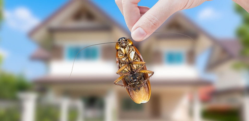 1644992961 Como eliminar diferentes tipos de insectos de tu hogar