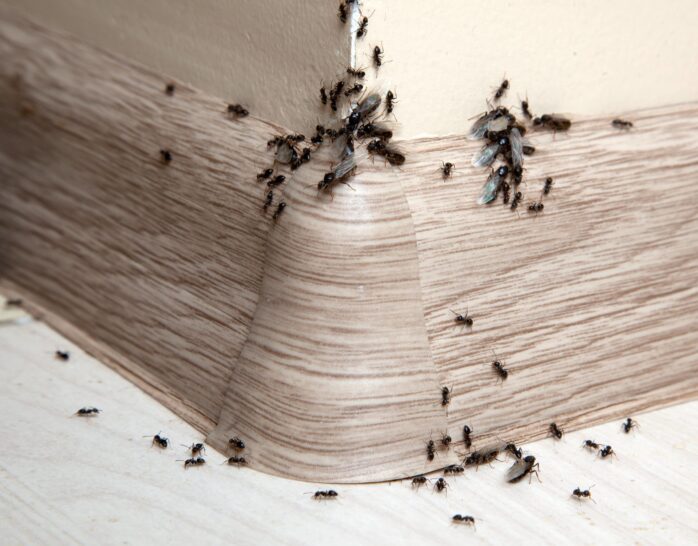 Como eliminar diferentes tipos de insectos de tu hogar